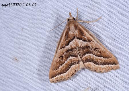 Mesoplectra sp.