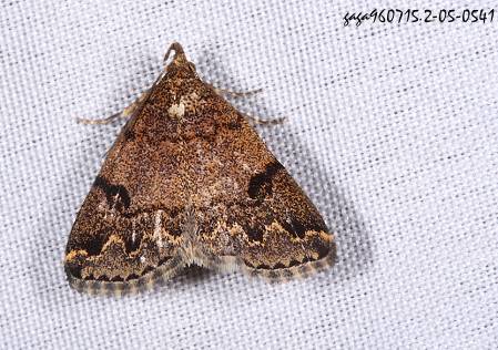 辛裳蛾屬 Sinarella sp.