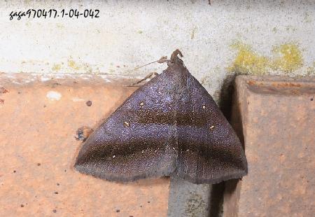 Hadennia mysalis 