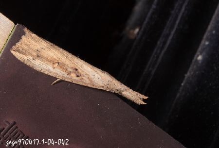 Hypena longipennis