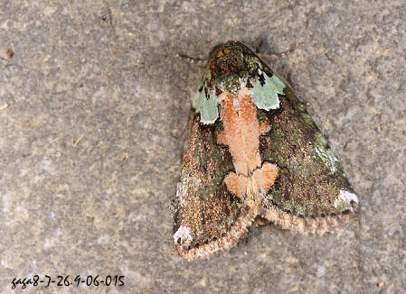 ] Stenoloba  sp.