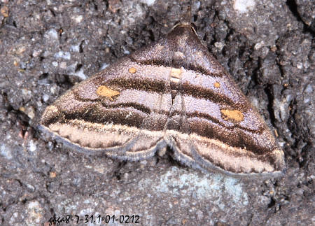 Paracolax pryeri 