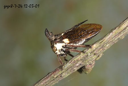 T먤 Tricentrus  sp.   