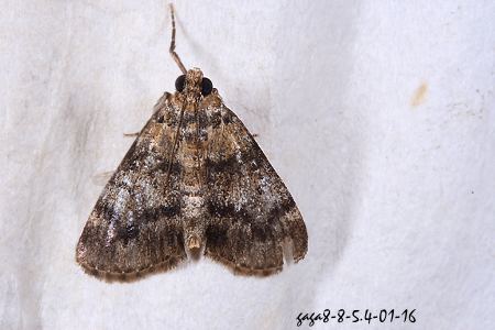 聚螟亞科 Epilepia dentatum