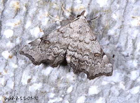 Redectis sp. 