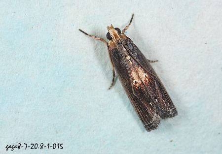 亮斑癭斑螟 Pempelia maculata