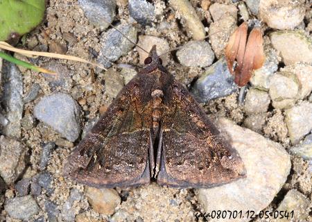 髯鬚裳蛾屬 Hypena sp.