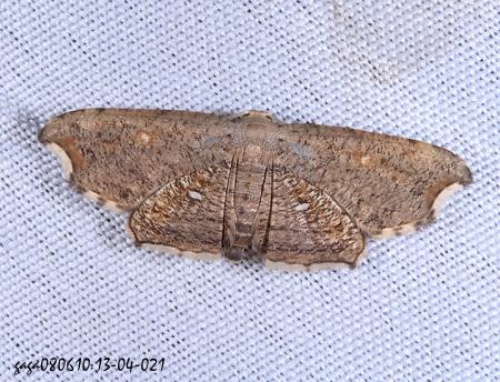 Chundana emarginata 