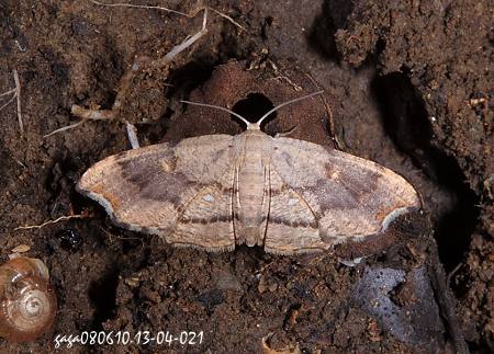 Wt Chundana emarginata 
