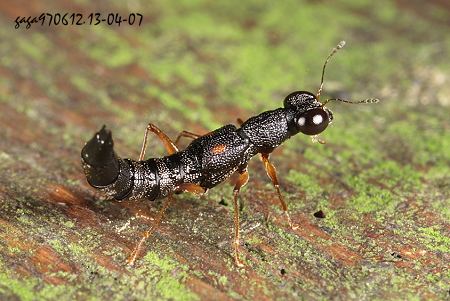 Stenus arisanus