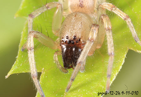  Clubiona deletrix  