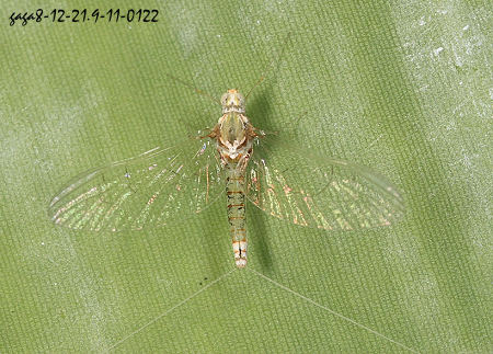 蜉蝣 Cloeon  sp.