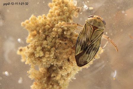 Micronecta quadristrigata 