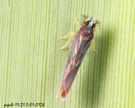 Kaha sp. 