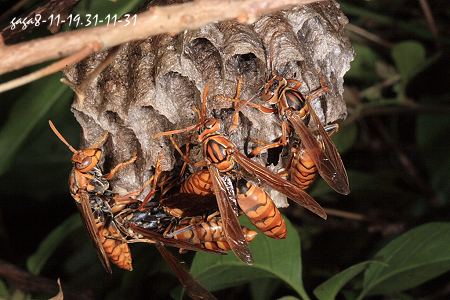 Polistes  (Gyrostoma) jadwigae 