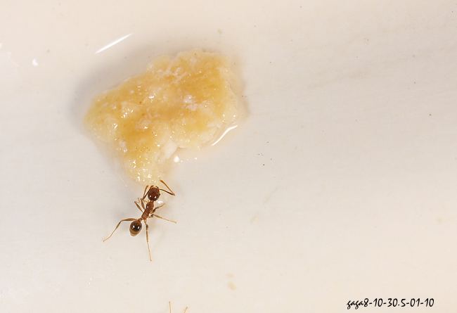Monomorium sp.