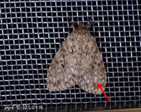 Lymantria grisea 