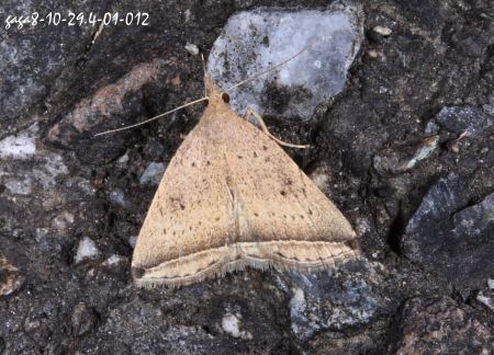 疽夜蛾 Nodaria neleusalis 