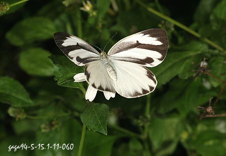 Talbotia naganum karumii 