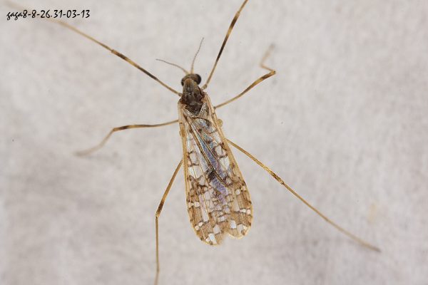 棉大蚊屬 Erioptera sp.