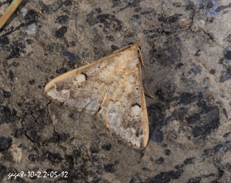 斷紋浪鬚裳蛾 Mesoplectra interrupta
