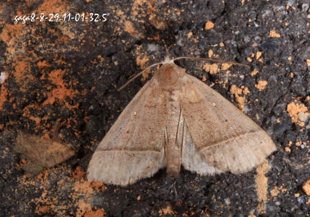 Acidon pseudohypena