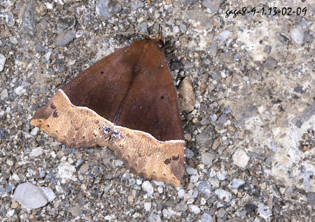 Itmaharela basalis