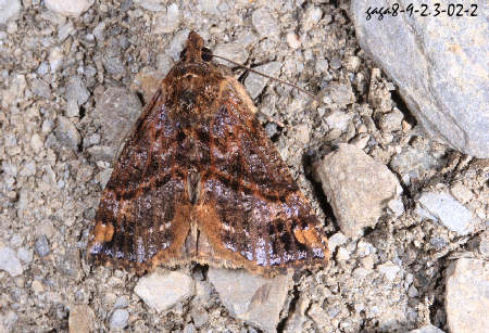 髯鬚裳蛾屬 Hypena sp.