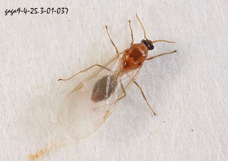 舉尾蟻屬 Crematogaster  sp. 