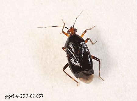Deraeocoris sauteri  