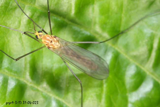 泥大蚊 Nephotoma sp. 