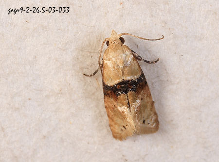單紋捲葉蛾屬 Eupoecilia kobeana