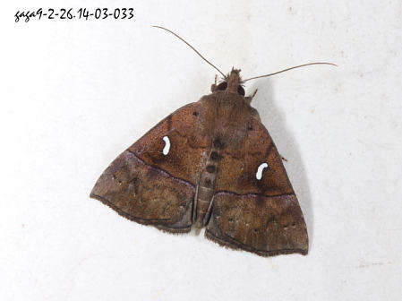  Hypena albopunctalis