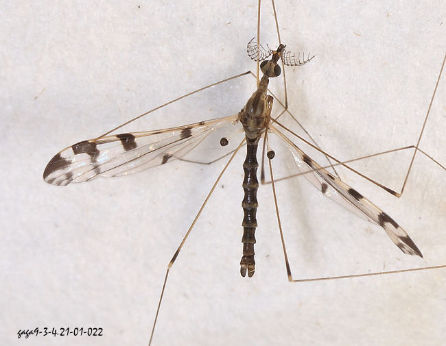 扇形亮大蚊 Limonia  sp.  