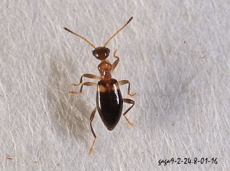 Nitorus trigibber