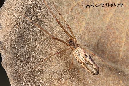 Tetragnatha bituberculata