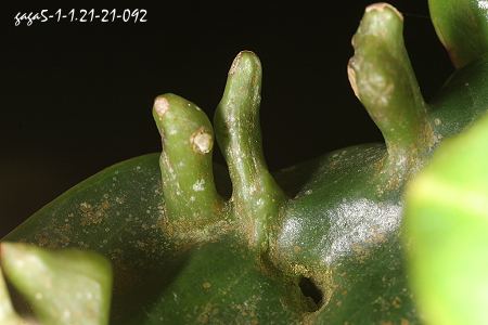 蟎蜱癭