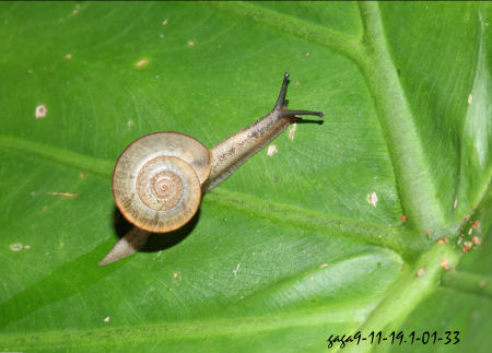 薄菱蝸牛
