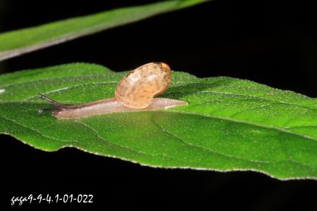 薄菱蝸牛