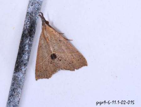  Hypena strigatus