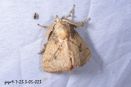 Susica sinensis