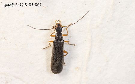 Micropodabrus obscurior
