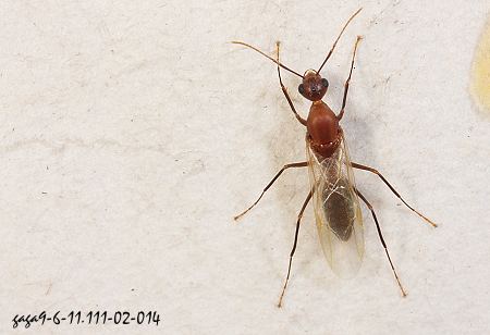 巨山蟻屬 Camponotus sp. (雄蟻) 