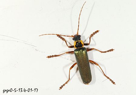 佐藤氏麗菊虎 
