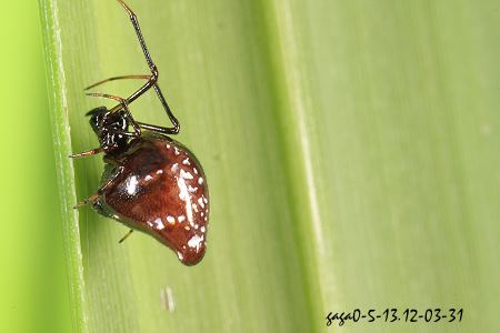 Coleosoma sp. 