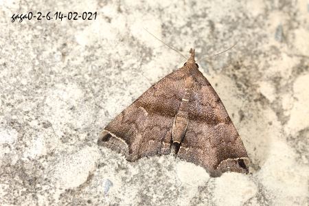 Hipoepa biasalis