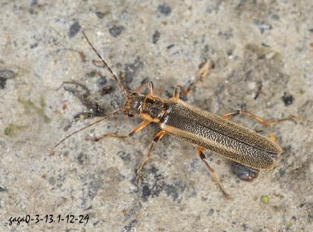  Lycocerus  sp.    