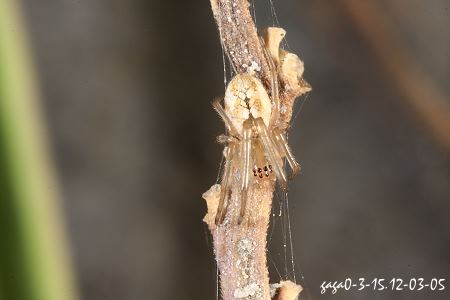 長腳蛛屬 Tetragnatha sp. 