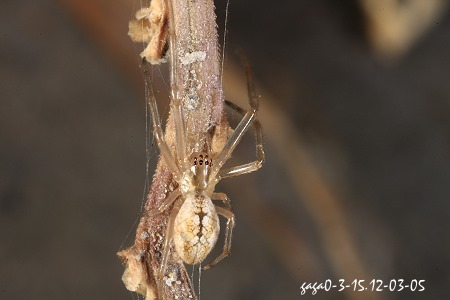 長腳蛛屬 Tetragnatha sp. 