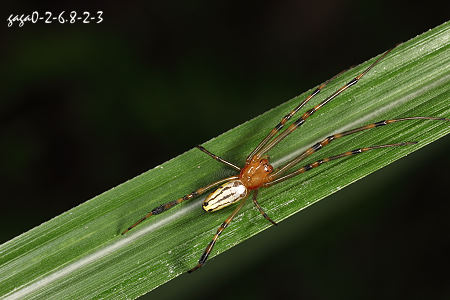 Leucauge sp.   